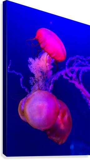 Méduse Canvas Print