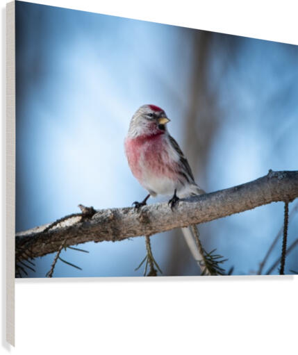 Sizerin Canvas Print