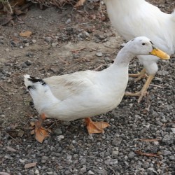 IMG 8842