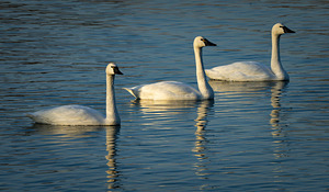 Swans 2