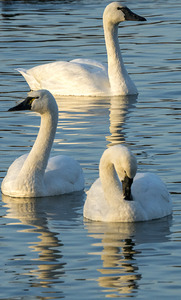 Swans 4