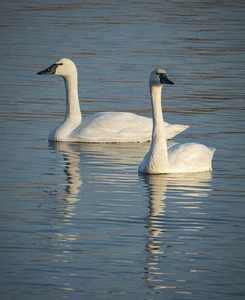 Swans 1