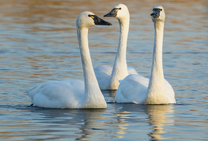 Swans 3