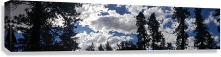 Trees Canvas Print