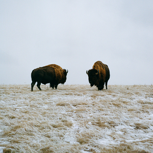 Buffalo By The Badlands