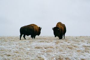 Buffalo By The Badlands 6x4