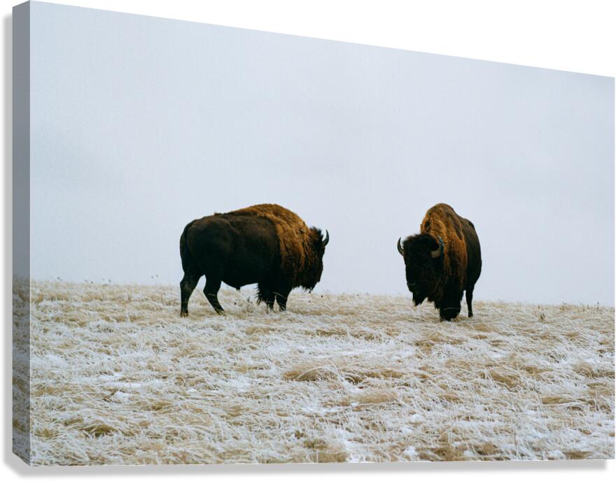Buffalo By The Badlands 6x4 Canvas Print