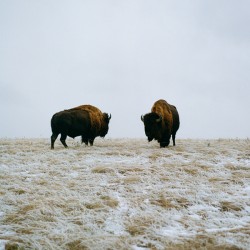 Buffalo By The Badlands