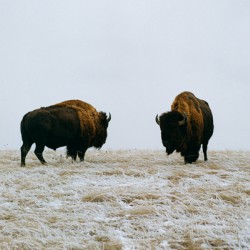 Buffalo By The Badlands 6x4