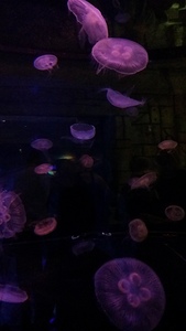 Jellyfish at night