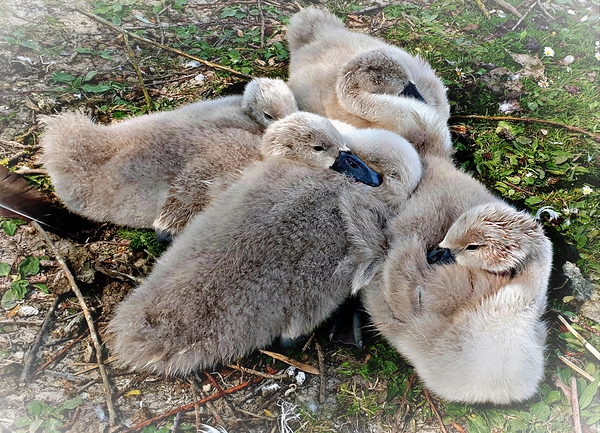 Nestled Together Print