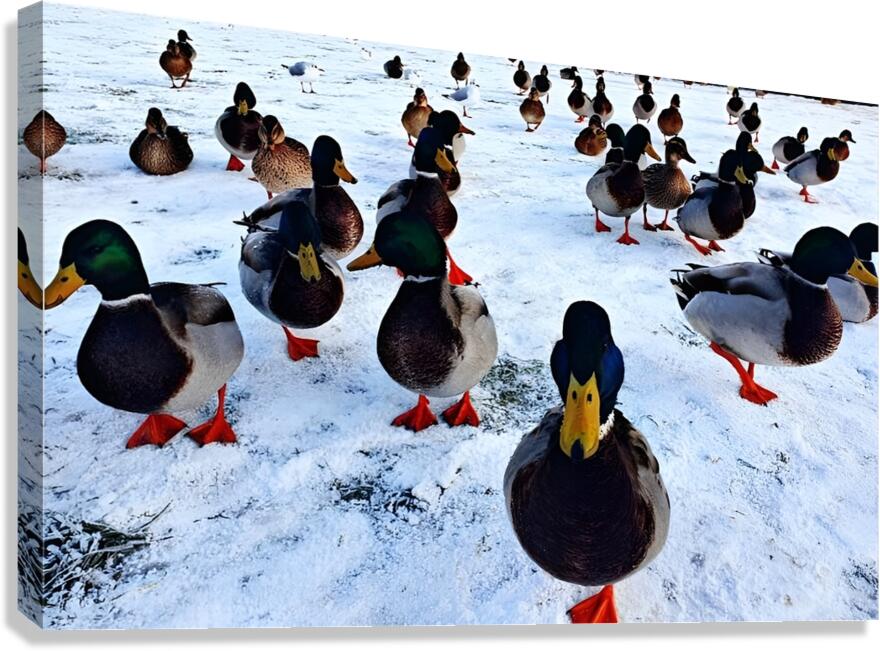 Herding Ducks Canvas Print