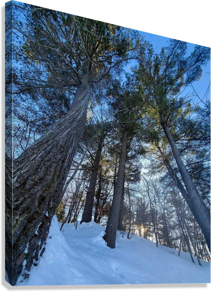 Winter Trees  Canvas Print