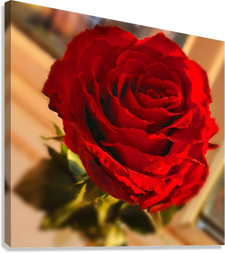 Beautiful Rose Canvas Print
