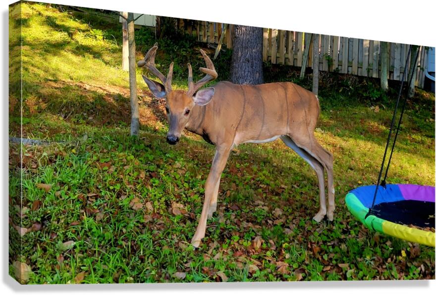 Hello Buck  Canvas Print