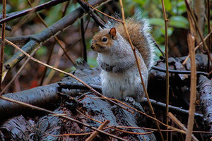 curious squirrel