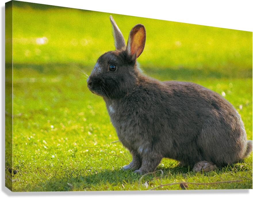  MG 8403 Canvas Print