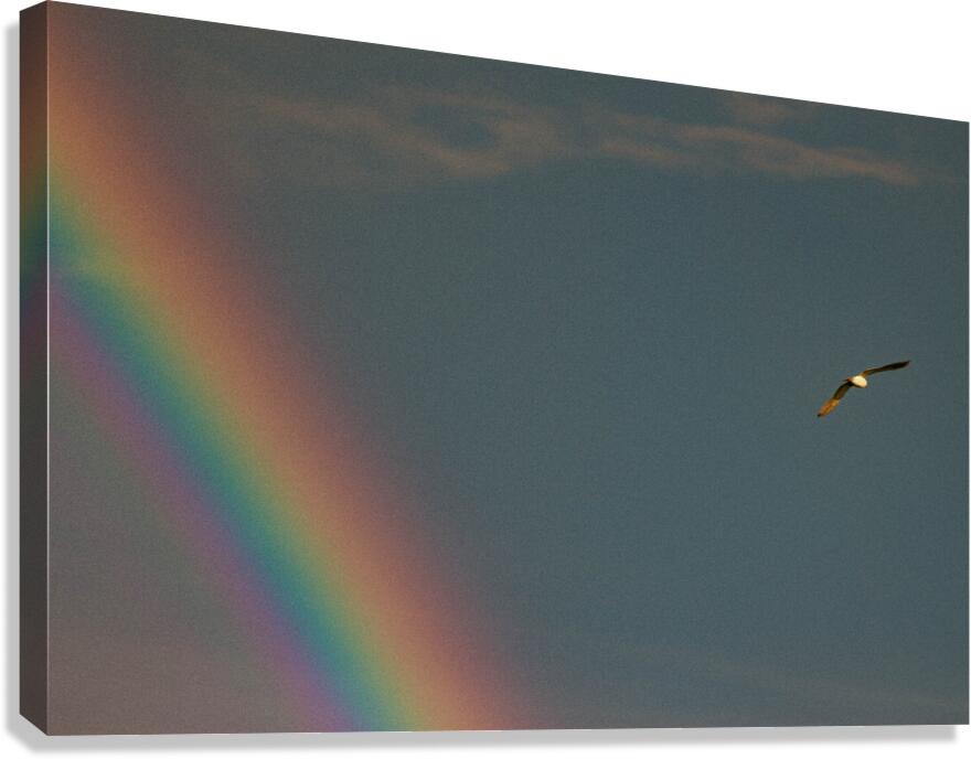 IMG 0347 Canvas Print