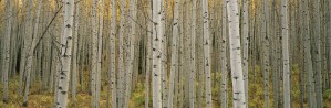Aspen Grove
