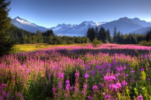 Mendenhall Glacier