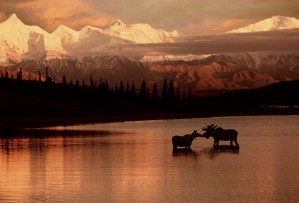 Moose Kissing