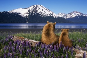 Grizzly Sow & Cub