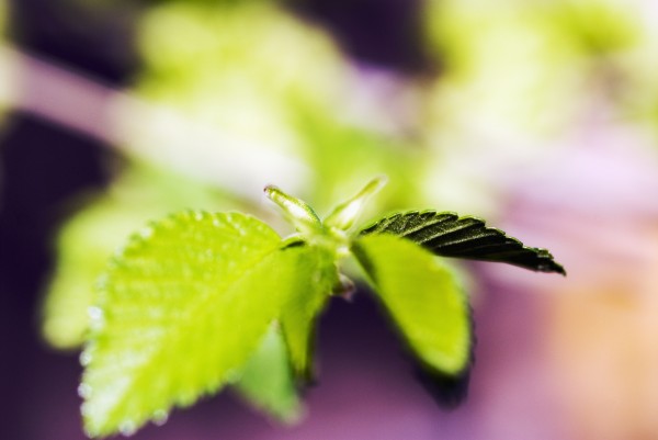 Japonica Leaves by Printscapes