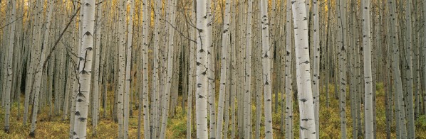 Aspen Grove Print