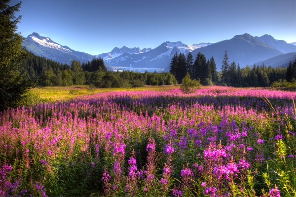 Mendenhall Glacier Print