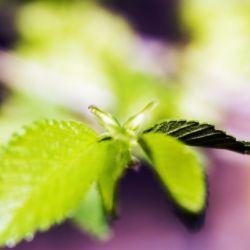 Japonica Leaves