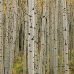 Aspen Grove