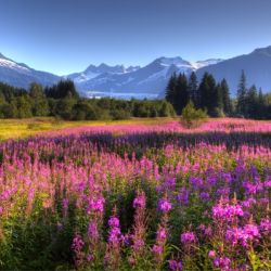 Mendenhall Glacier