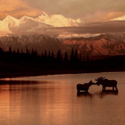Moose Kissing