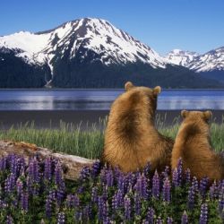 Grizzly Sow & Cub