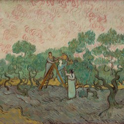 Women Picking Olives