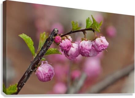 Fleurs roses  Canvas Print
