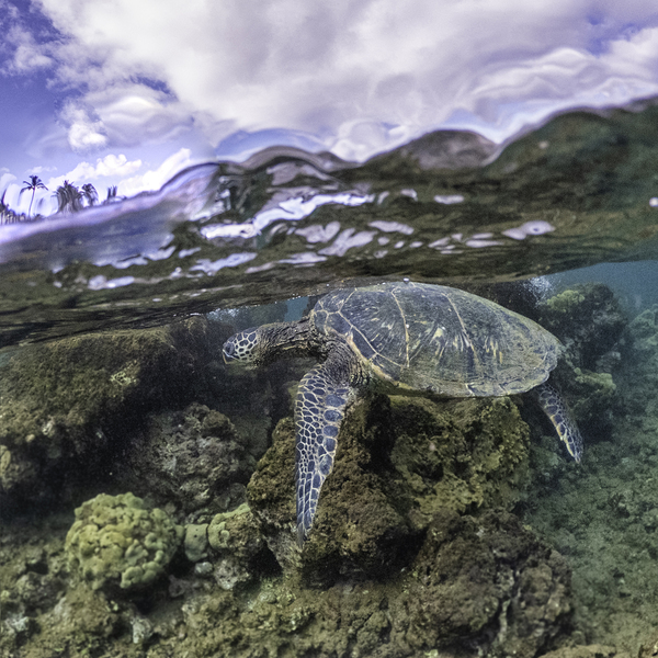 Maui Turtle Eating Breakfast by Steve