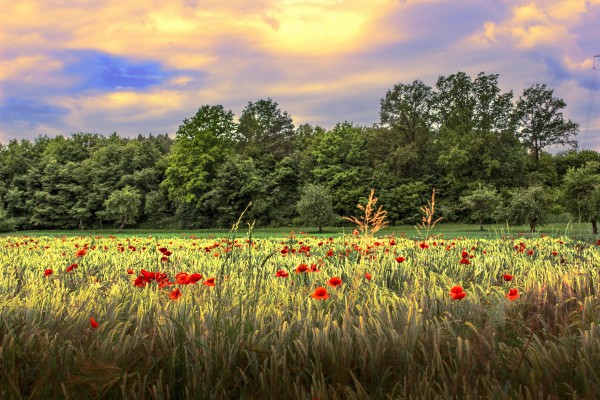 Poppy in the field by Dario Barukcic