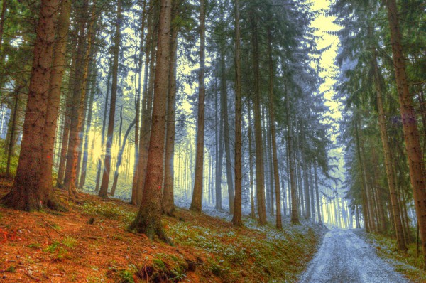 Sunrise in the forest by Dario Barukcic