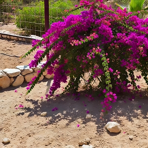 Bouganvillea ai art Debra Amerson Deeper Green Ho