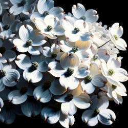white dogwood ai artist debra amerson copyright 2
