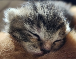 Kitty