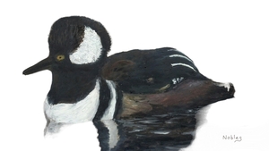  Hooded Merganser  