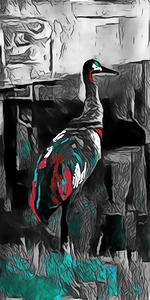 Sandhill crane - Yellowstone