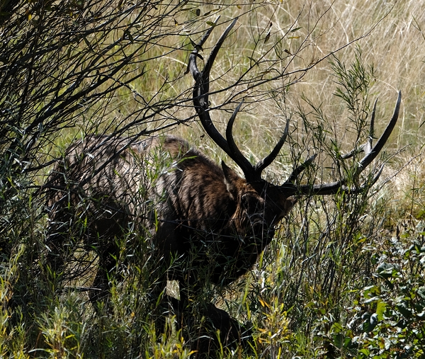 Estes Park Bull Elk  Print