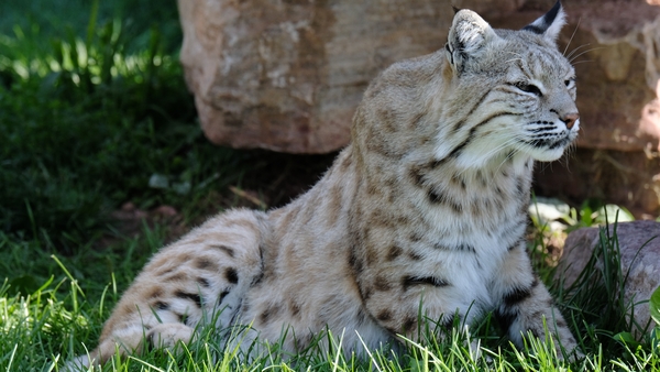Bobcat by Noble Gallery