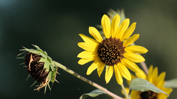 Sunflower v1 by Noble Gallery