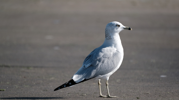 Seagull in Pierre South Dakota  by Noble Gallery
