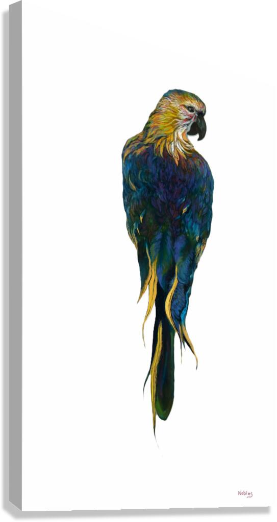 McCaw  Canvas Print