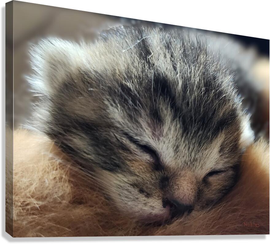 Kitty Canvas Print